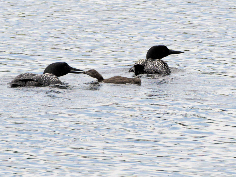 The chicks must be taught to dive. They prefer to eat from the "Parent Buffet".